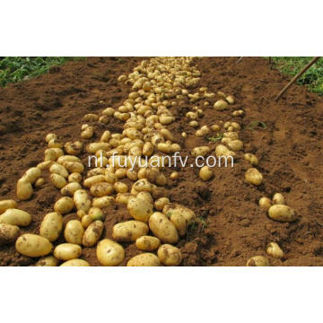 verse aardappel voor export